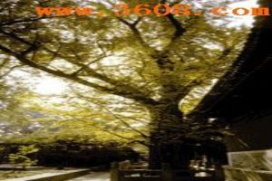北京臥佛寺（組圖）圖片
