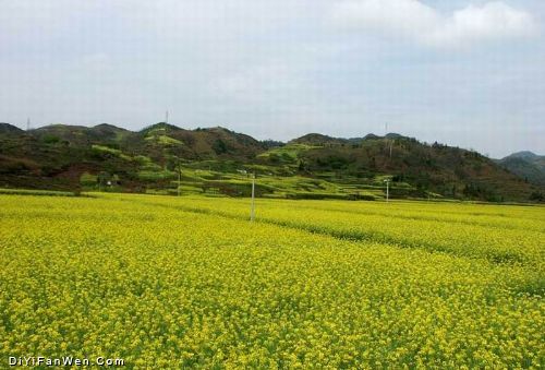 安徽石潭油菜花海圖片
