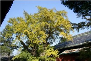 北京大覺寺組圖（1）圖片