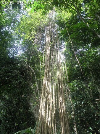 尖峰嶺國家森林公園圖片