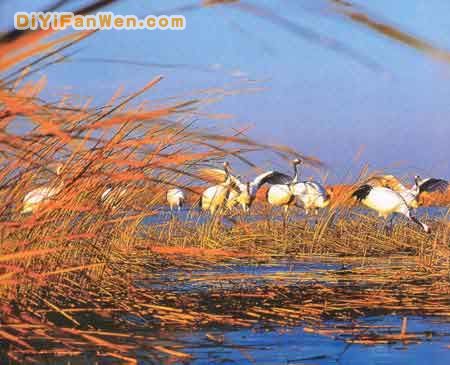 扎龍國家級自然保護區圖片