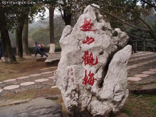 浙江超山梅花圖片