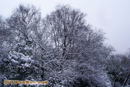 南京連日雪紛紛圖片