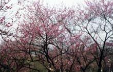 梅花山圖片