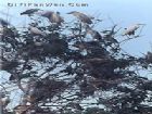 界牌鎮河口村鷺鳥栖息地