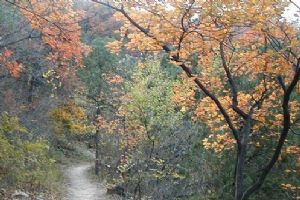 香山紅葉圖片