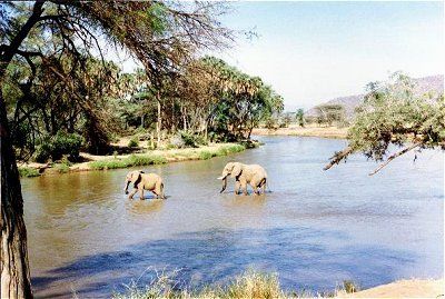 肯亞森林河畔圖片