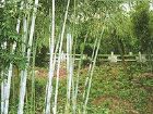 竹仙洞