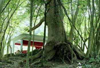 二寮千年樟樹圖片
