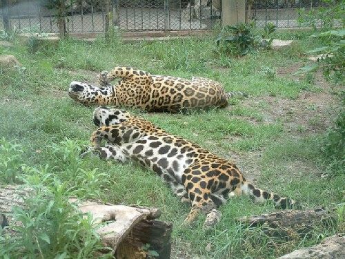上海動物園圖片