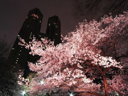 日本櫻花夜景圖片