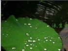 武漢中國科學院武漢植物園