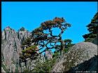 黃山十松