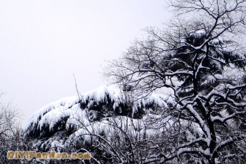 南京連日雪紛紛圖片