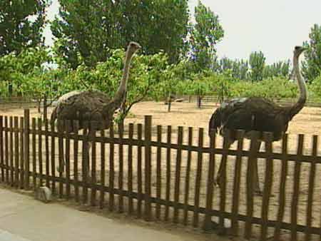北京動物園圖片