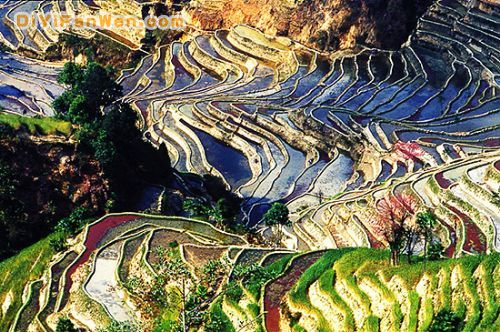 哀牢山自然保護區圖片