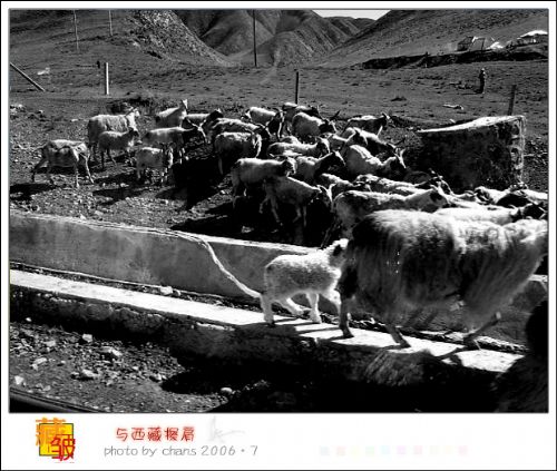 甘南風情圖片