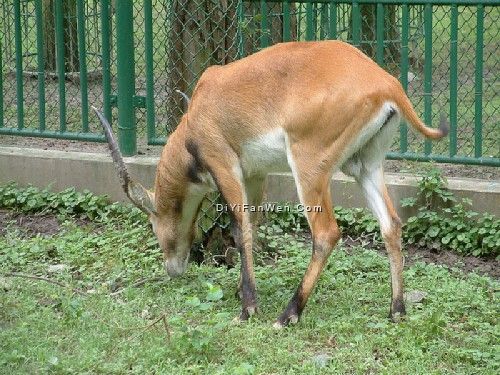 上海動物園圖片