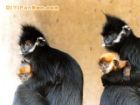 野鍾黑葉猴自然保護區