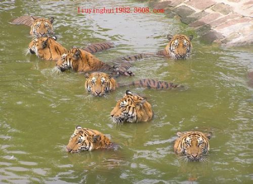 野生動物世界圖片