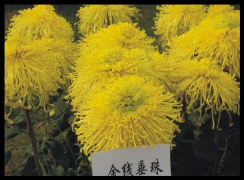 上海世紀公園看菊花圖片