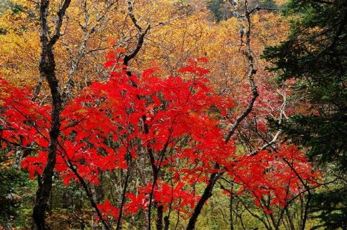 四川康定木格錯圖片