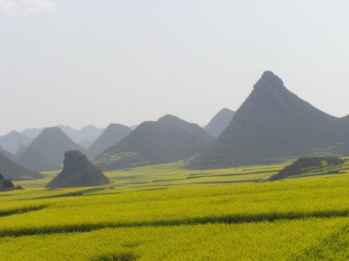 雲南羅平油菜花圖片