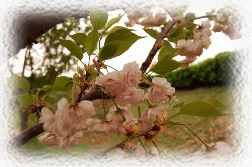 大連龍王塘櫻花園圖片