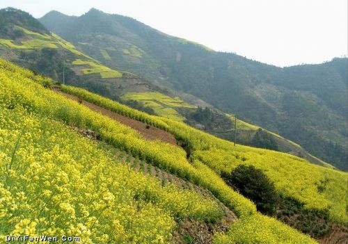 安徽石潭油菜花海圖片