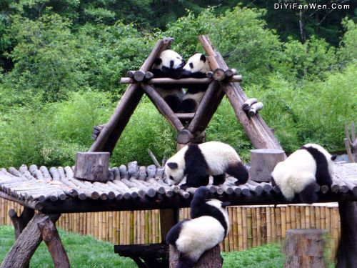 臥龍大熊貓自然保護區圖片