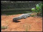 海南東山湖熱帶野生動物園