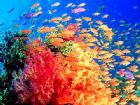 大洋海底世界