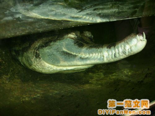 莫斯科動物園圖片