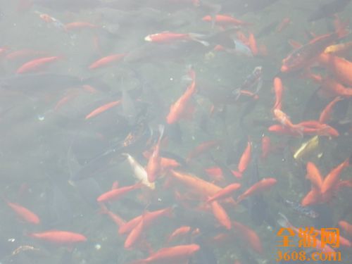 五龍潭的鯉魚圖片