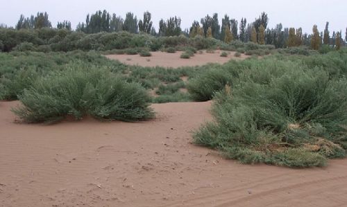 庫木塔格沙漠圖片
