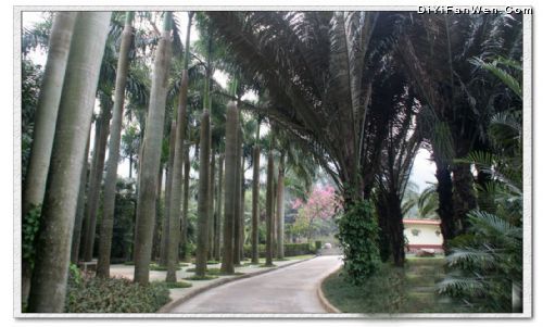深圳仙湖植物園圖片
