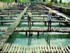 海陵珍珠養殖場