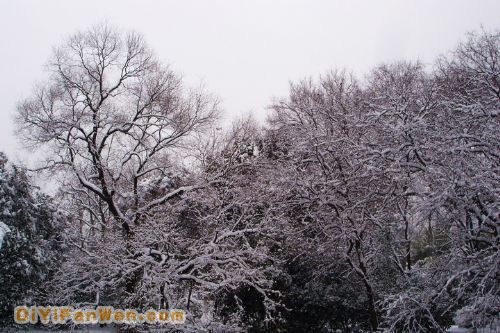 南京連日雪紛紛圖片