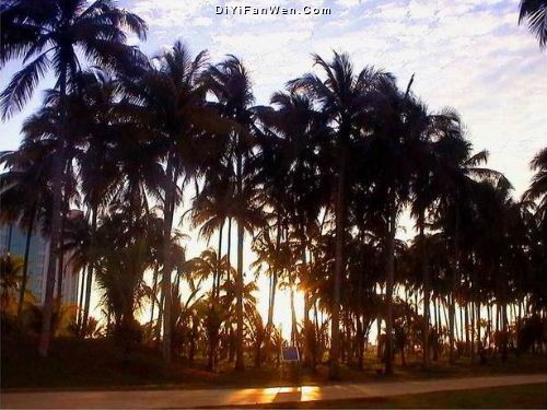 椰子大觀園圖片