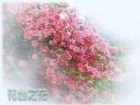 花台錦繡