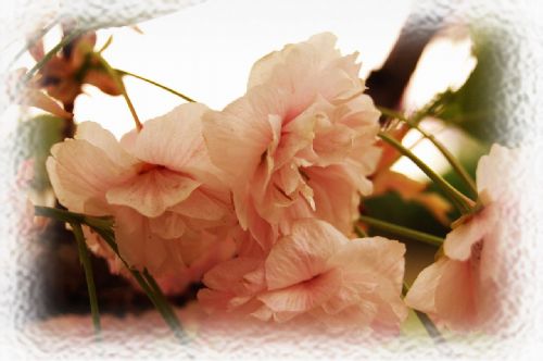 大連龍王塘櫻花園圖片