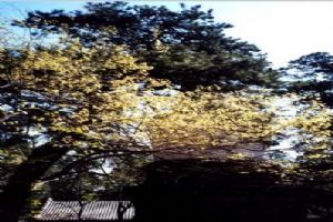 北京大覺寺組圖（2）圖片