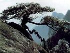 臥龍松