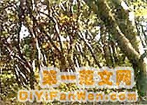 長白山谷底林海圖片