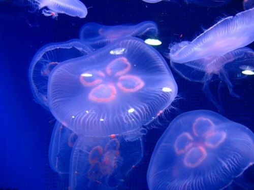 香港海洋公園圖片