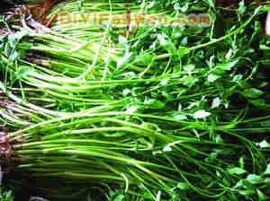 春天了 多吃點野菜好！(組圖)