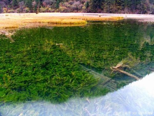 四川芳草海圖片