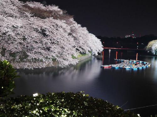 日本櫻花夜景圖片