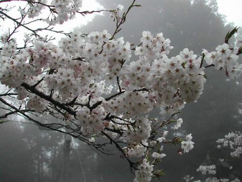 阿里山櫻花圖片