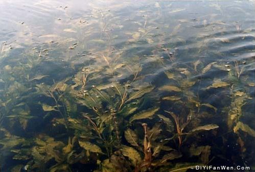 草海圖片